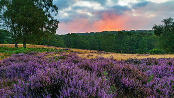 Heather in Bloom. Rammamere Heath, Bedfordshire UK, blossoms, clouds, landscape, trees, sky, sunset, england HD wallpaper