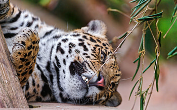 Animals, Grass, Jaguar, Branch, Predator HD wallpaper