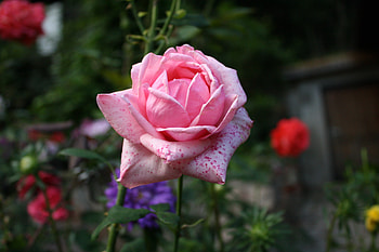 Flowers, Pink, Rose Flower, Rose, Petals, Bud HD wallpaper