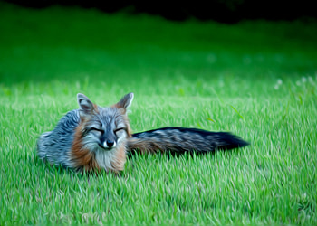 Gray Fox, Rare sleeping moment, Astonishing wildlife encounter, Unforgettable opportunity HD wallpaper