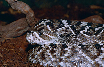 The eastern diamondback, Rattlesnake HD wallpaper
