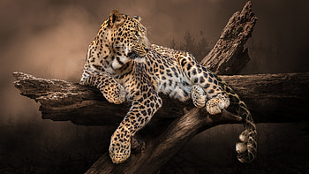Leopard Is Lying Down On Tree Trunk In Blur Background Leopard HD wallpaper