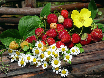 Morning on country, composition, still life, plants, nature, flowers, flora HD wallpaper
