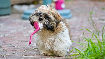 An adorable Shih Tzu puppy playing with a brush on a sunny day, showing its playful nature. HD wallpaper