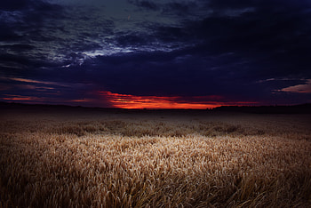 Dark Field Covered By Clouds Sunset , field, sunset, clouds, sunset, nature HD wallpaper
