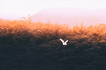 Forest Sould Bird Flying , birds, forest, nature HD wallpaper
