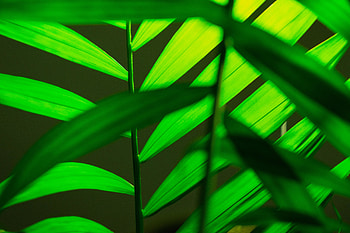 House plants, green, leaf, branches HD wallpaper