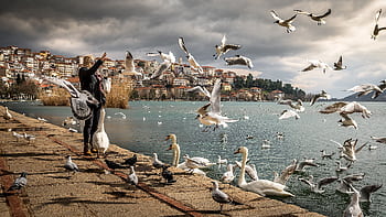 Peaceful lakeside scene with birds, woman feeding seagulls, and scenic town backdrop. HD wallpaper