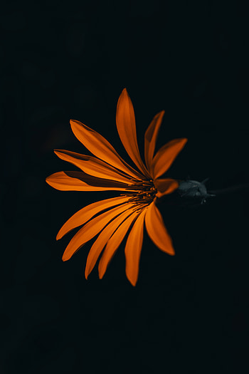 Flower, orange, dark HD phone wallpaper