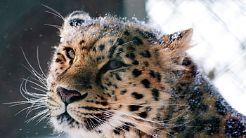 Amur Leopard Wild Cat, leopard, cat, wild, predator, animals HD wallpaper