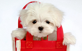 Animals, Muzzle, Puppy, Kid, Tot, Bag, Wool HD wallpaper