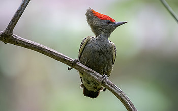 The grey-and-buff, Woodpecker HD wallpaper