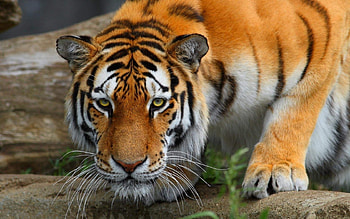 Tigers, Animals HD wallpaper