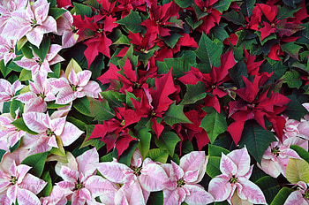 Euphorbia , Christmas star inspiration HD wallpaper