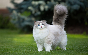 Persian, Cats HD wallpaper