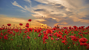 Poppy field, Poppy Flowers HD wallpaper