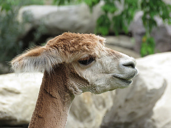 Animals, Muzzle, Wool, Alpaca, Vicuña, Vikunyi HD wallpaper
