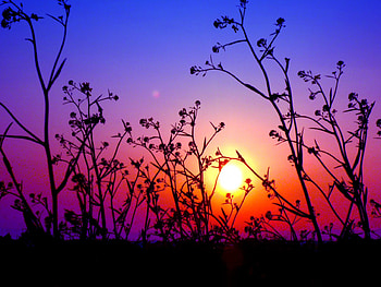 COLOURS of DUSK, colors, nature, plants, sunset HD wallpaper