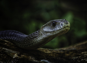 Mysterious serpent, Striking visuals, Black mamba's journey, Mesmerizing presence HD wallpaper