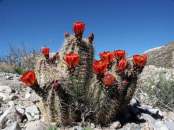 cactus, rock, red, flower, mountain HD wallpaper