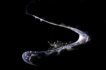 Moray eel toothbrush, Cleaner shrimp in moray eel mouth, Mouth, Moray eel, Side view moray eel mouth, Cleaner shrimp HD wallpaper