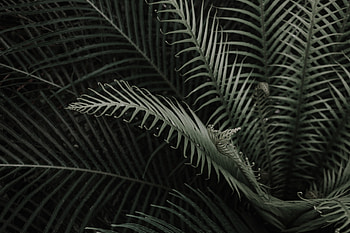 Nature, Leaves, Plant, Branches HD wallpaper
