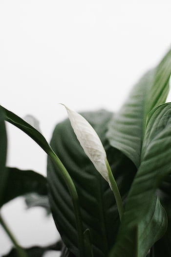 Close-up of a Peace Lily plant showcasing its elegant white bloom against green leaves. HD phone wallpaper