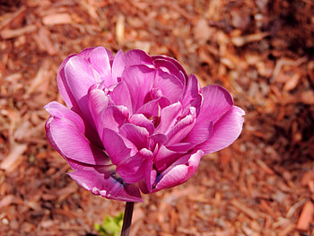 Garden Tulip, graphy, Nature, Tulip, Flower, Spring, Sunshine HD wallpaper