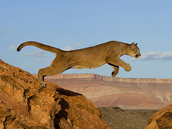 Animals, Puma HD wallpaper