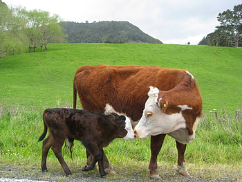 Cute cow moments, Happiness personified, Sweet kisses, Joyful farm animals HD wallpaper