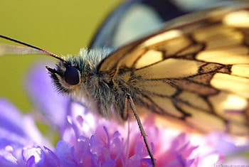 Like fairy dust, softness, graphy, , insects, spring, summer, butterfly, abstract, animals, close-up, nature, flowers, macro HD wallpaper