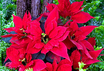 Flowers, Bright, Greens, Poinsettia HD wallpaper
