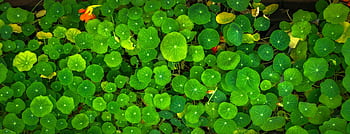 Close-up of lush green nasturtium leaves with a single orange flower standing out. HD wallpaper