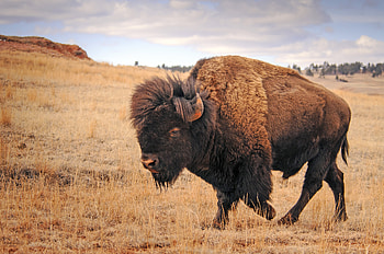 Buffalo, animal, american, bison HD wallpaper
