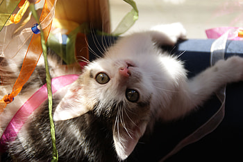 Cat looking down, animal, kitten, cat, feline HD wallpaper