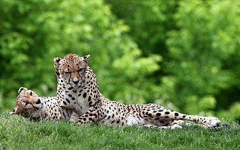Animals, Grass, Leopard, Couple, Pair, To Lie Down, Lie HD wallpaper