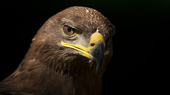 African Tawny Eagle, closeup, african, birds, eagle, animals HD wallpaper