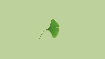 Green Leave Minimal , artist, artwork, digital-art, minimalism, minimalist HD wallpaper