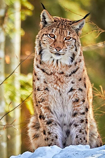 Red Lynx, Bobcat , Animals HD phone wallpaper