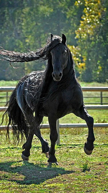 Black Horse, Black Adorable Horse HD phone wallpaper