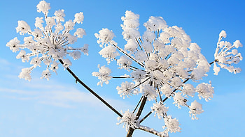 Plants, Snow HD wallpaper