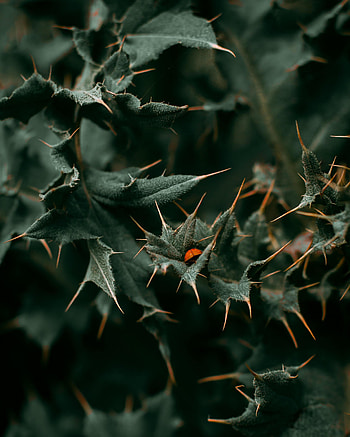 Leaves, Macro, Ladybug, Ladybird, Thorns, Prickles HD phone wallpaper