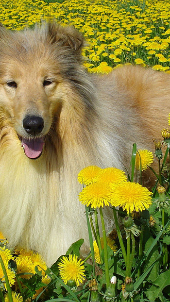 Dog over the Yellow Flowers Bed, bed, yellow flowers, dog HD phone wallpaper