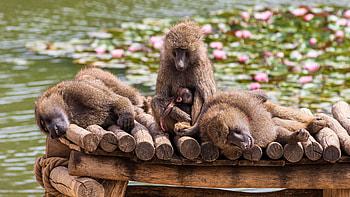 Olive baboon, Baboon HD wallpaper