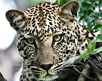 Leopard, other, eyes, leopards, animals HD wallpaper