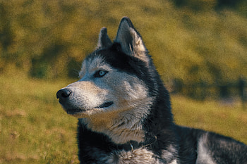 Animals, Dog, Muzzle, Blur, Smooth, Husky, Haska HD wallpaper
