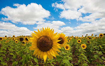 Plants, Flowers, Sunflowers HD wallpaper