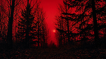 Eerie foggy Haunted Woods in red/crimson aesthetic, Red Aesthetic HD wallpaper