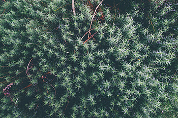 Nature, Leaves, Plant, Branches HD wallpaper
