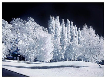 Winter Blues, winter, snow, other, trees, nature, seasons HD wallpaper